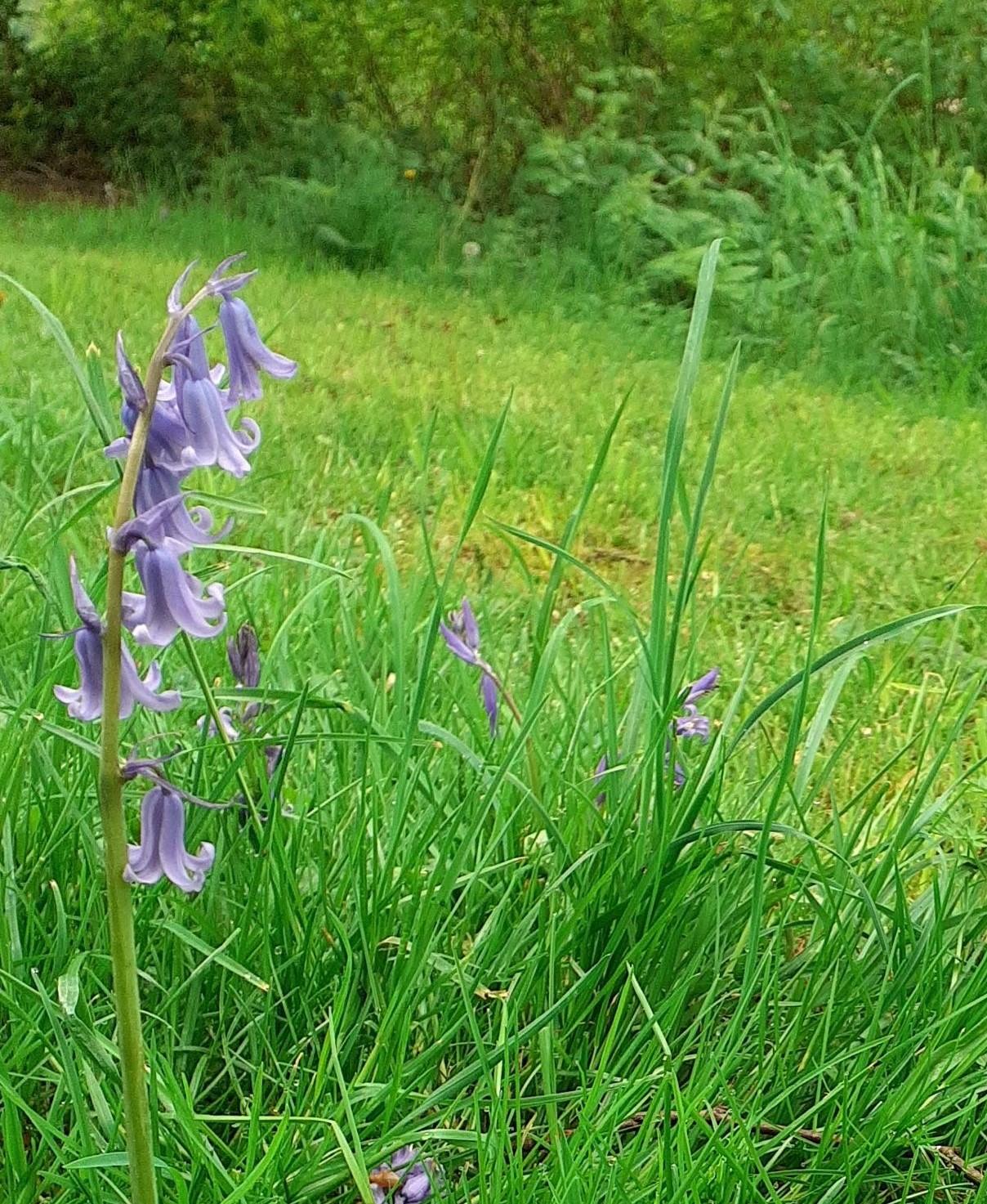 Bluebells