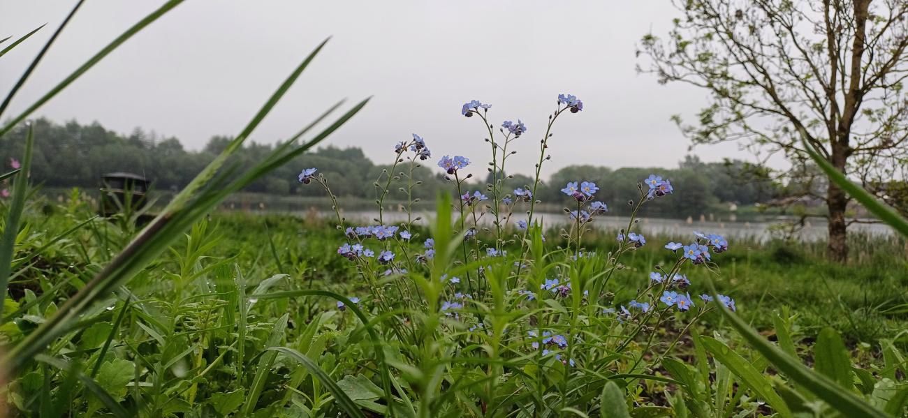 Wildflowers at Glenboig park