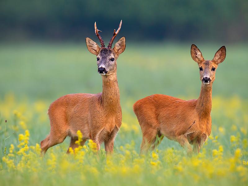 Roe deer