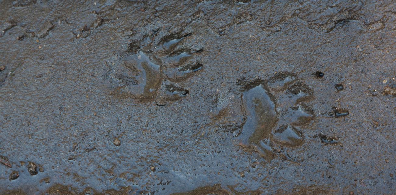 Badger paw print