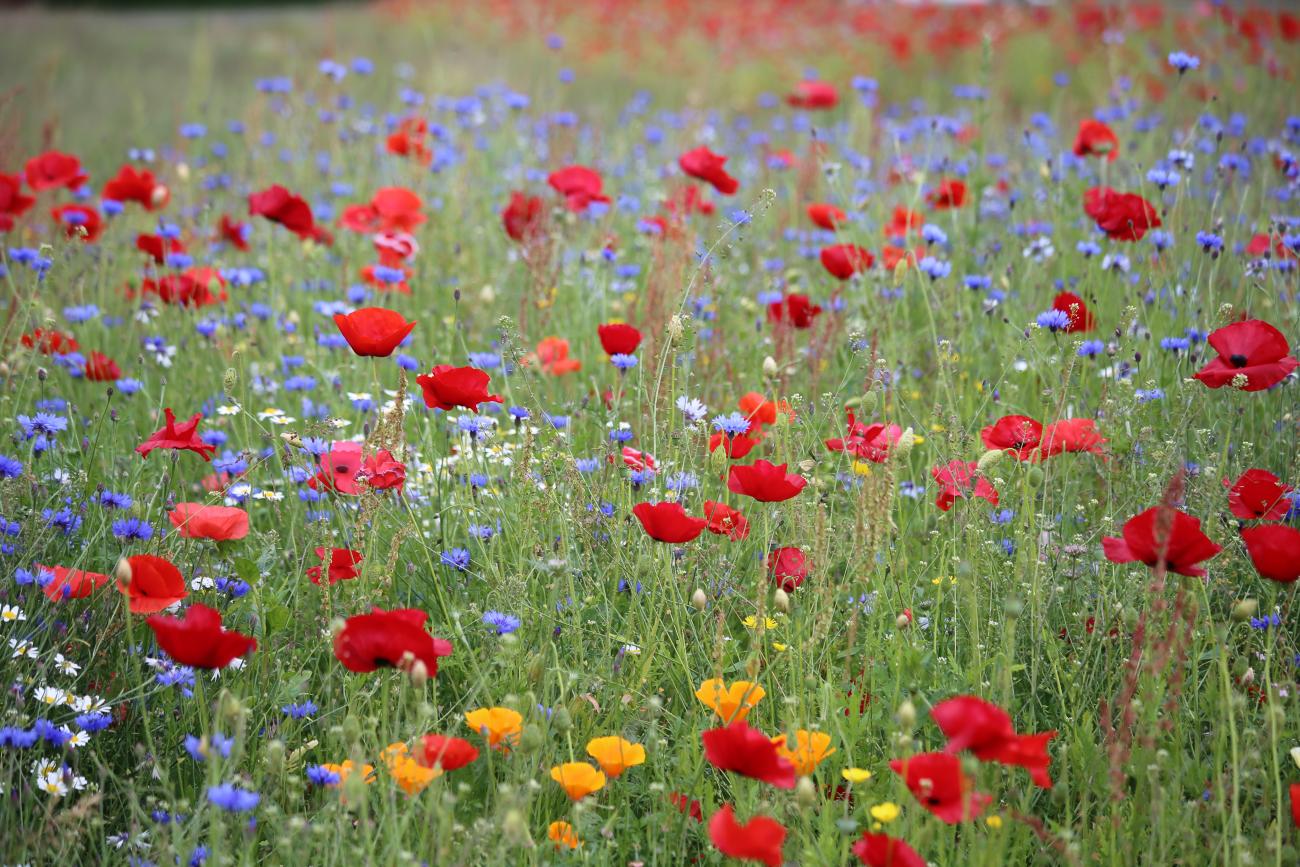 Mega flora wildflower project | North Lanarkshire Council