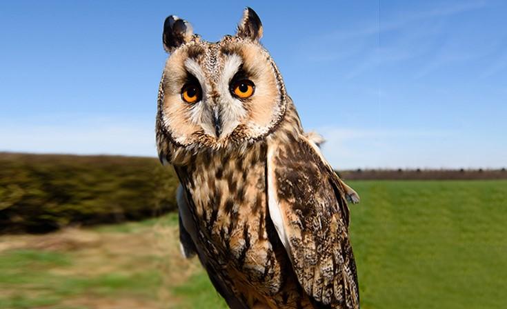 long eared owl
