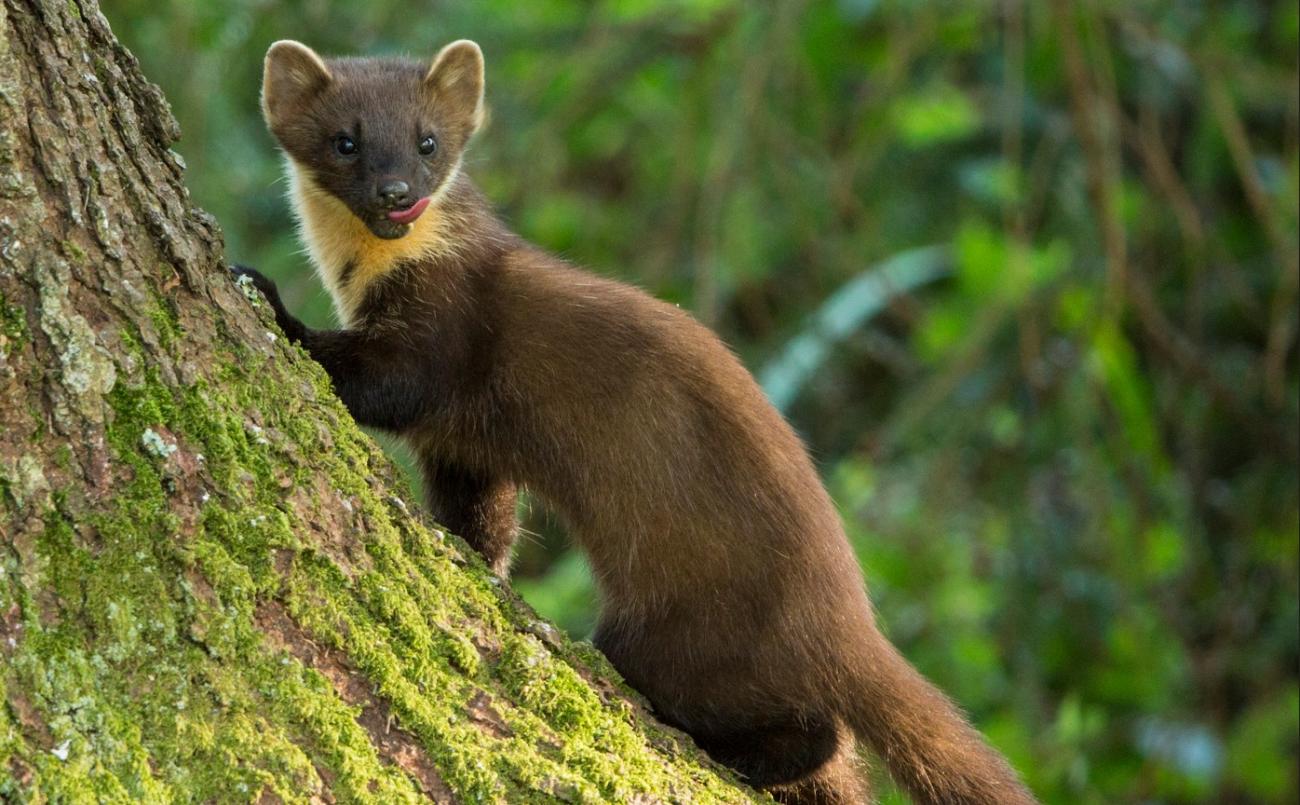 pine marten