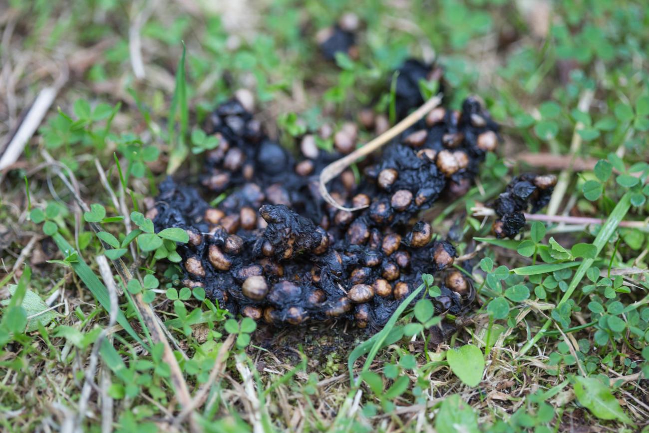 Pine Martin Droppings