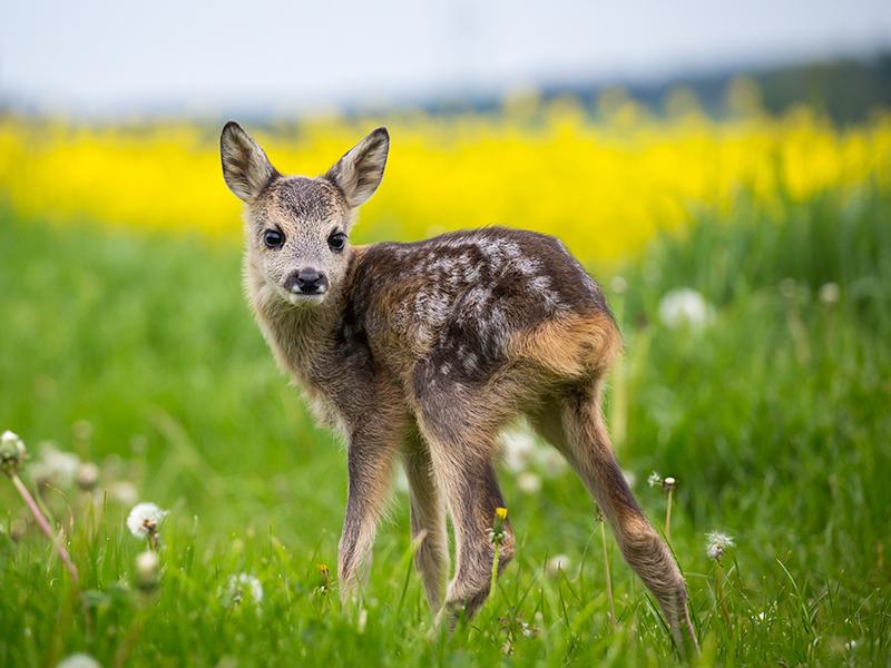 Roe deer fawn