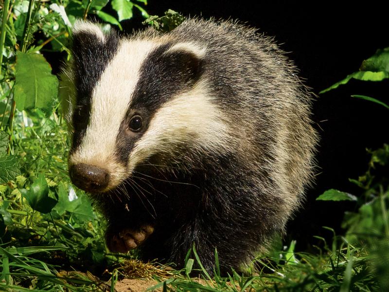 badger