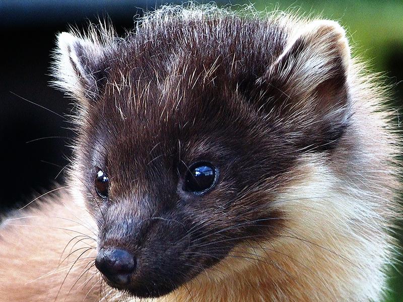 pine marten