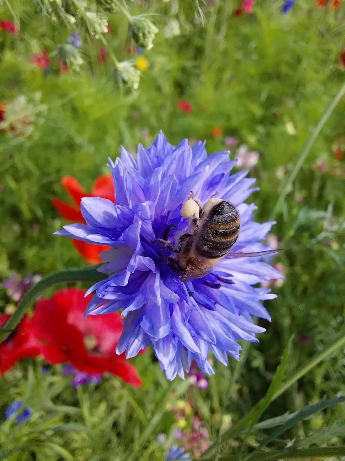 Wildflowers