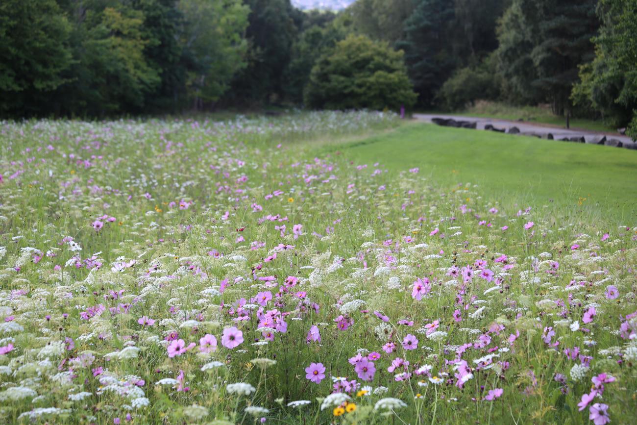 Wildflowers