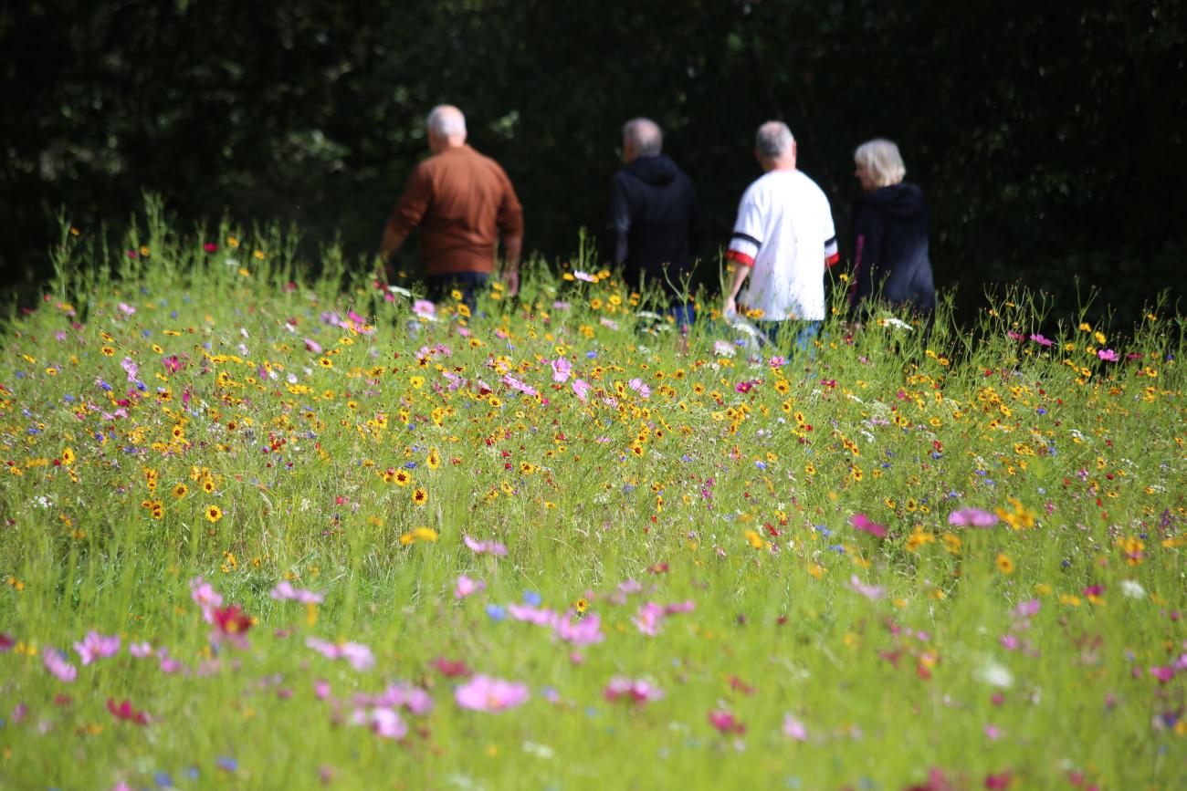 Wildflowers