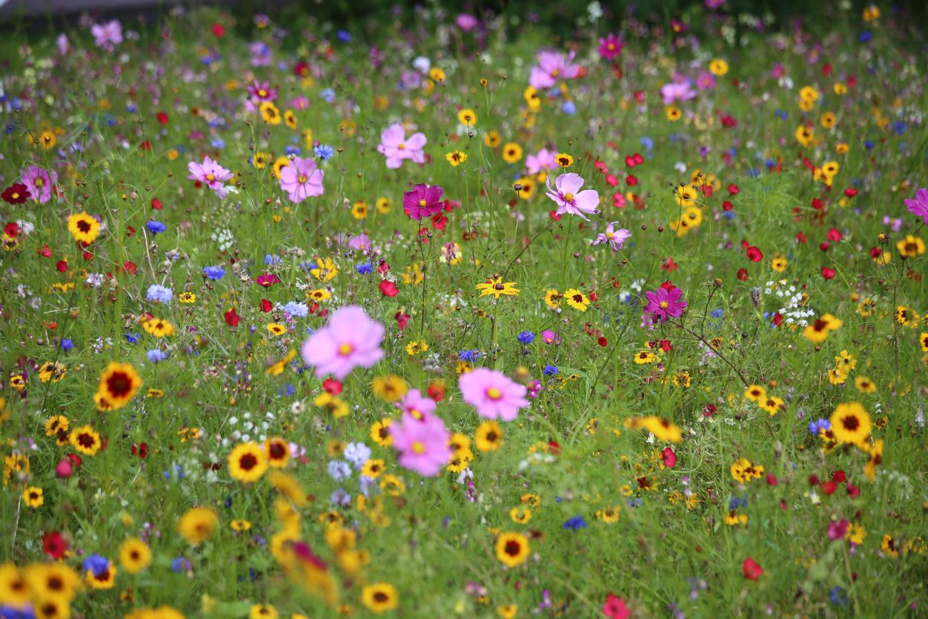 Wildflowers