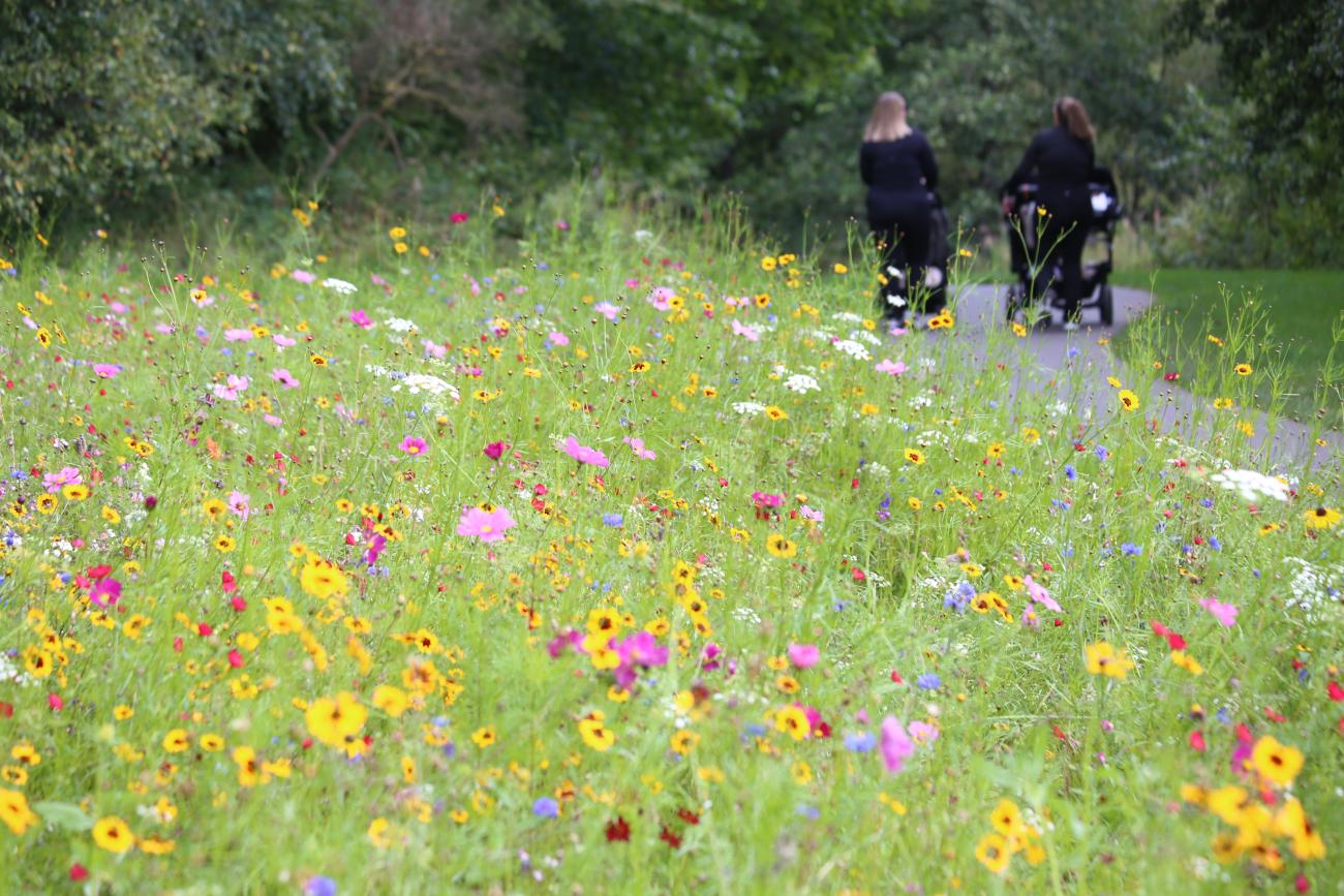 Wildflowers