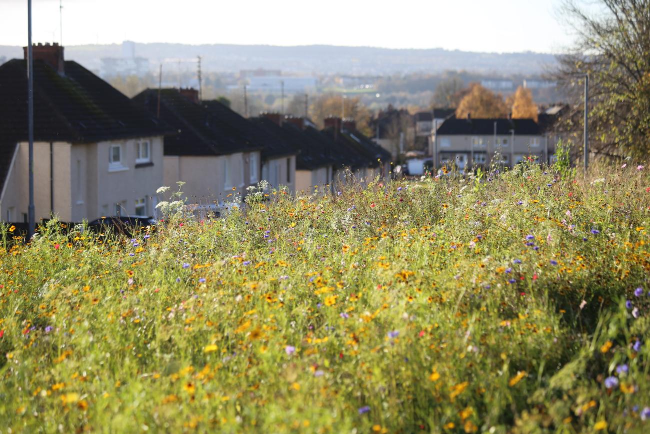 Wildflowers