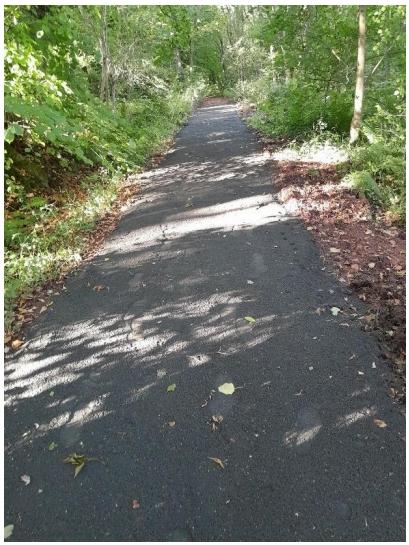 new pathway in woods