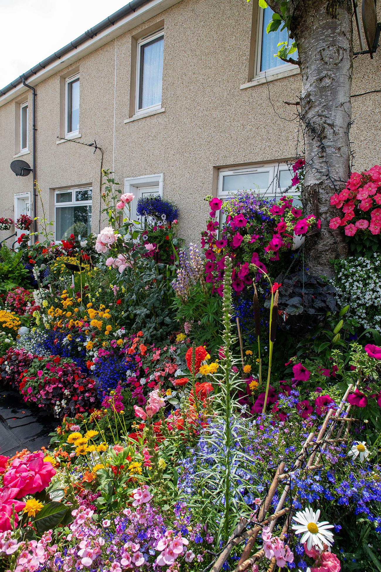 NL in bloom garden photo 15