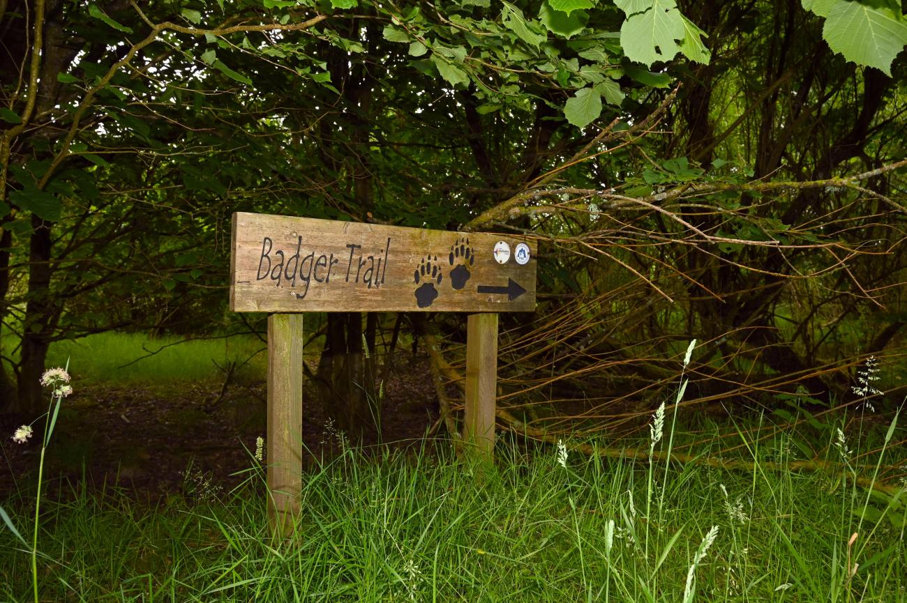 Palacerigg Country Park badger trail