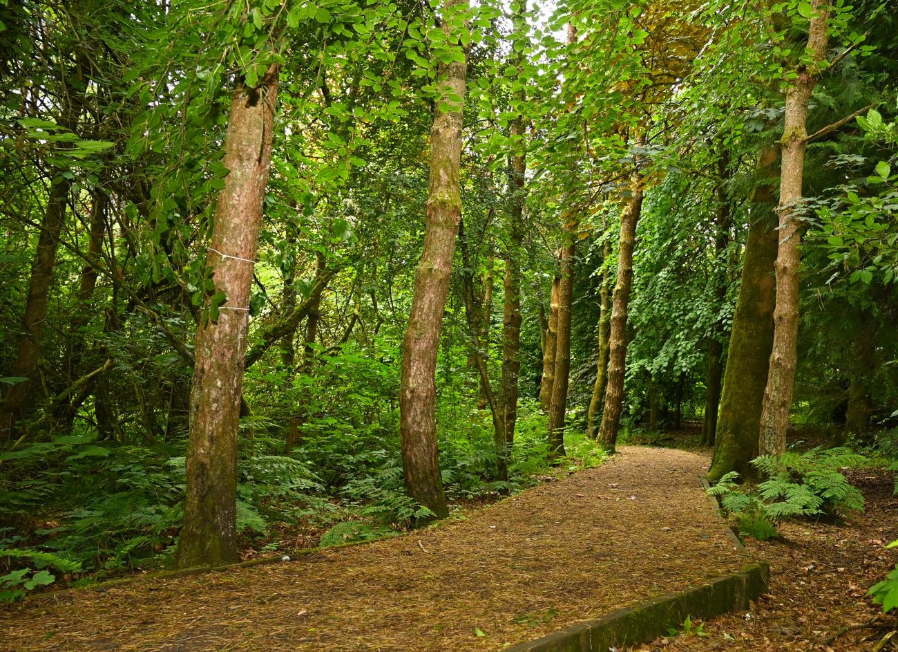 Palacerigg nature path