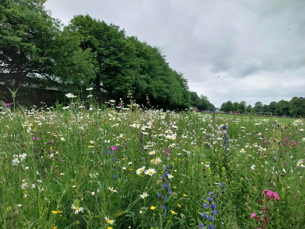 Wildflowers at Central Park