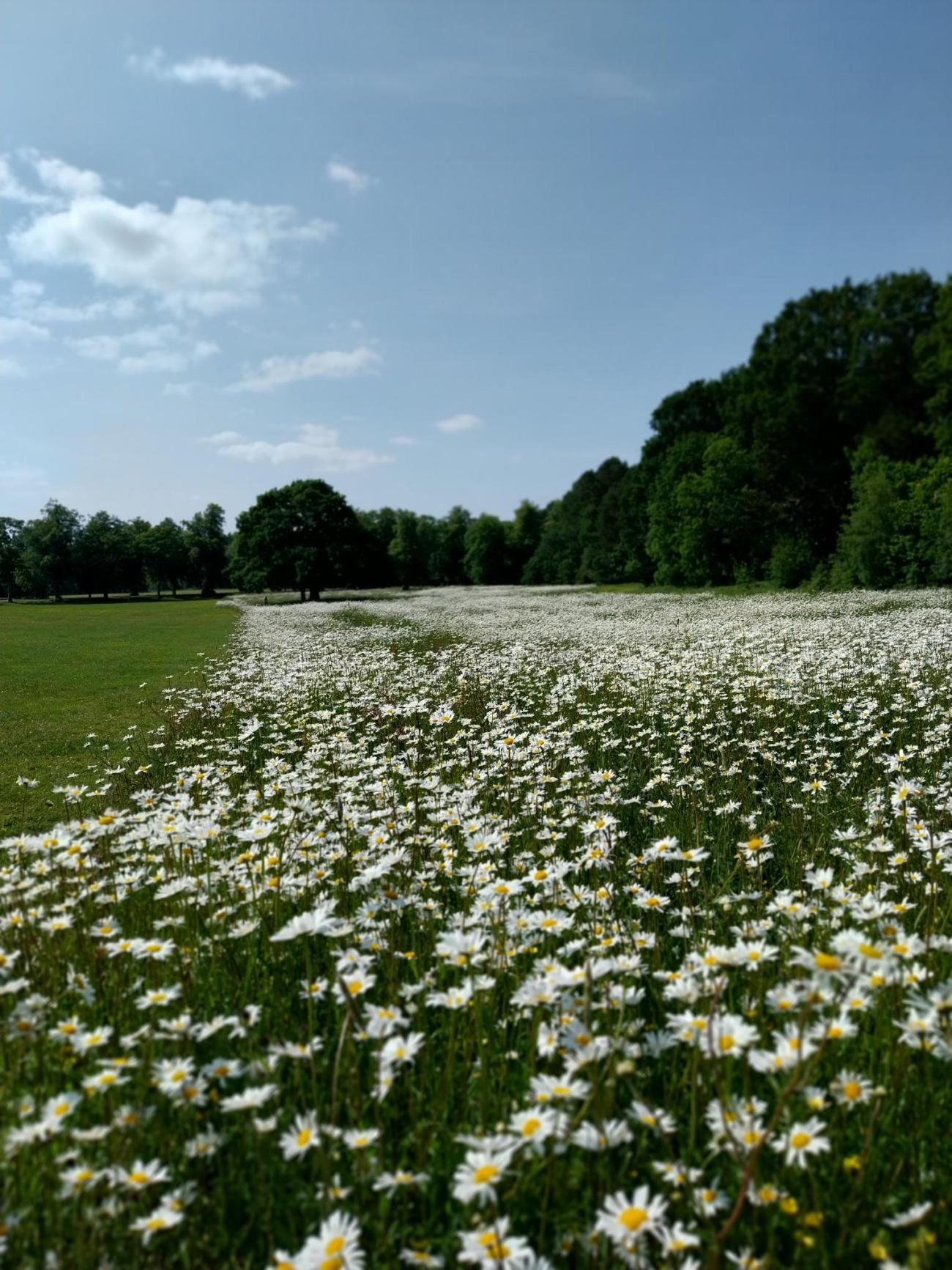 Wildflowers at Dalzell Estate