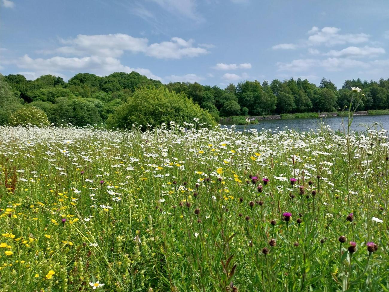 Wildflowers at Glenboig Park
