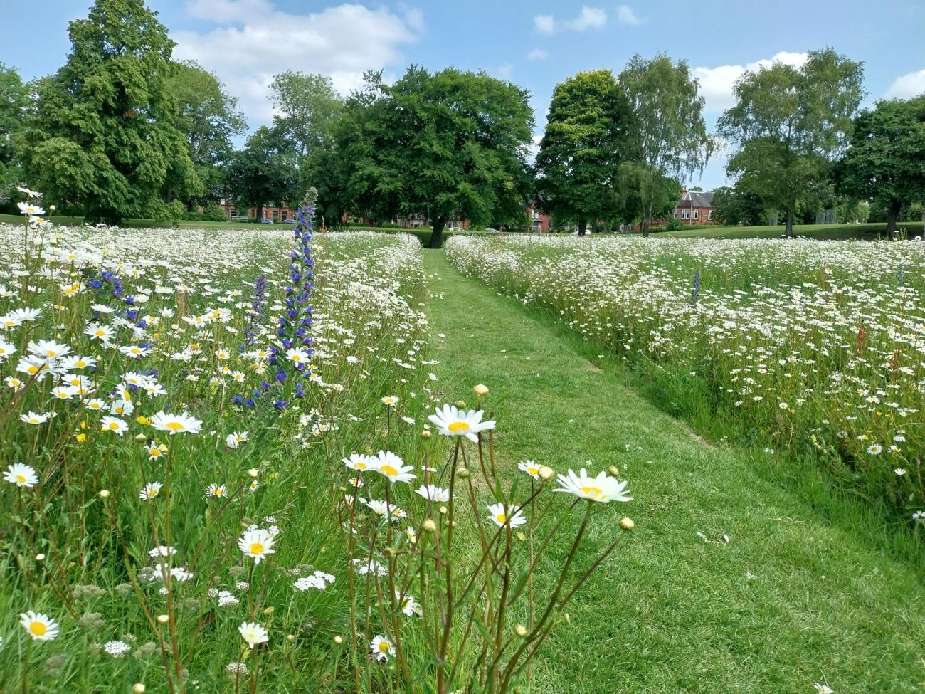 Wildflowers at West End Park