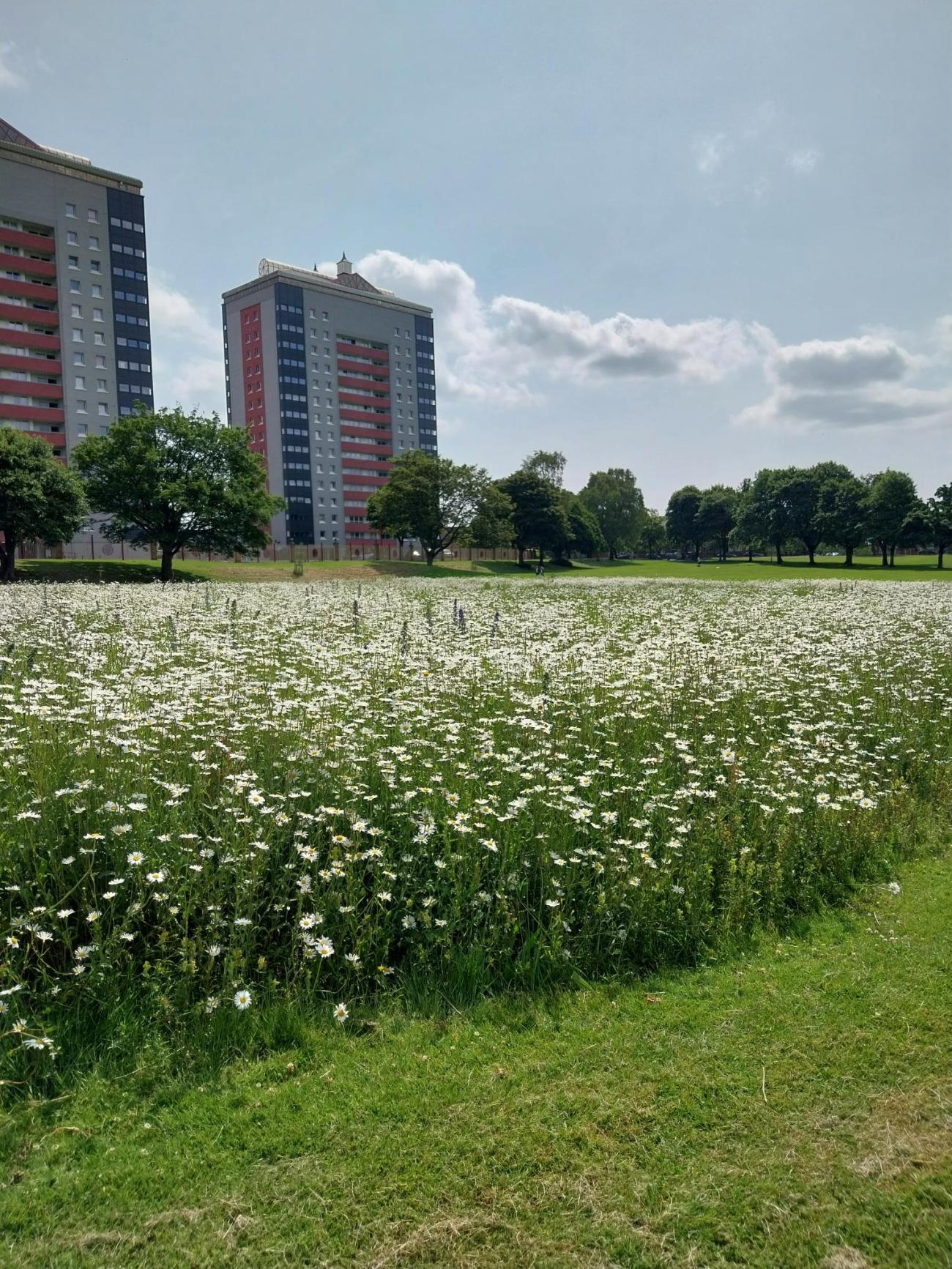 Wildflowers at West End Park