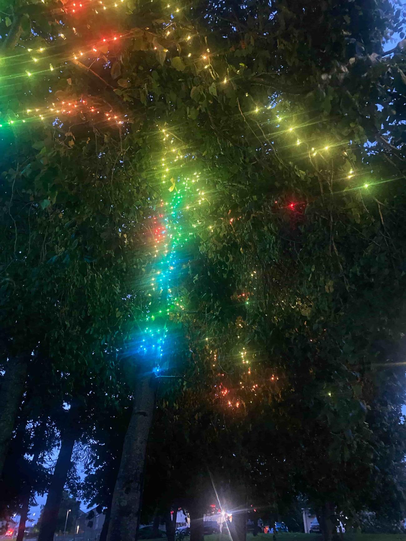 trees with multi colour lights 