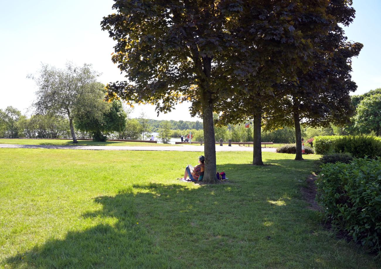 Drumpellier shady tree