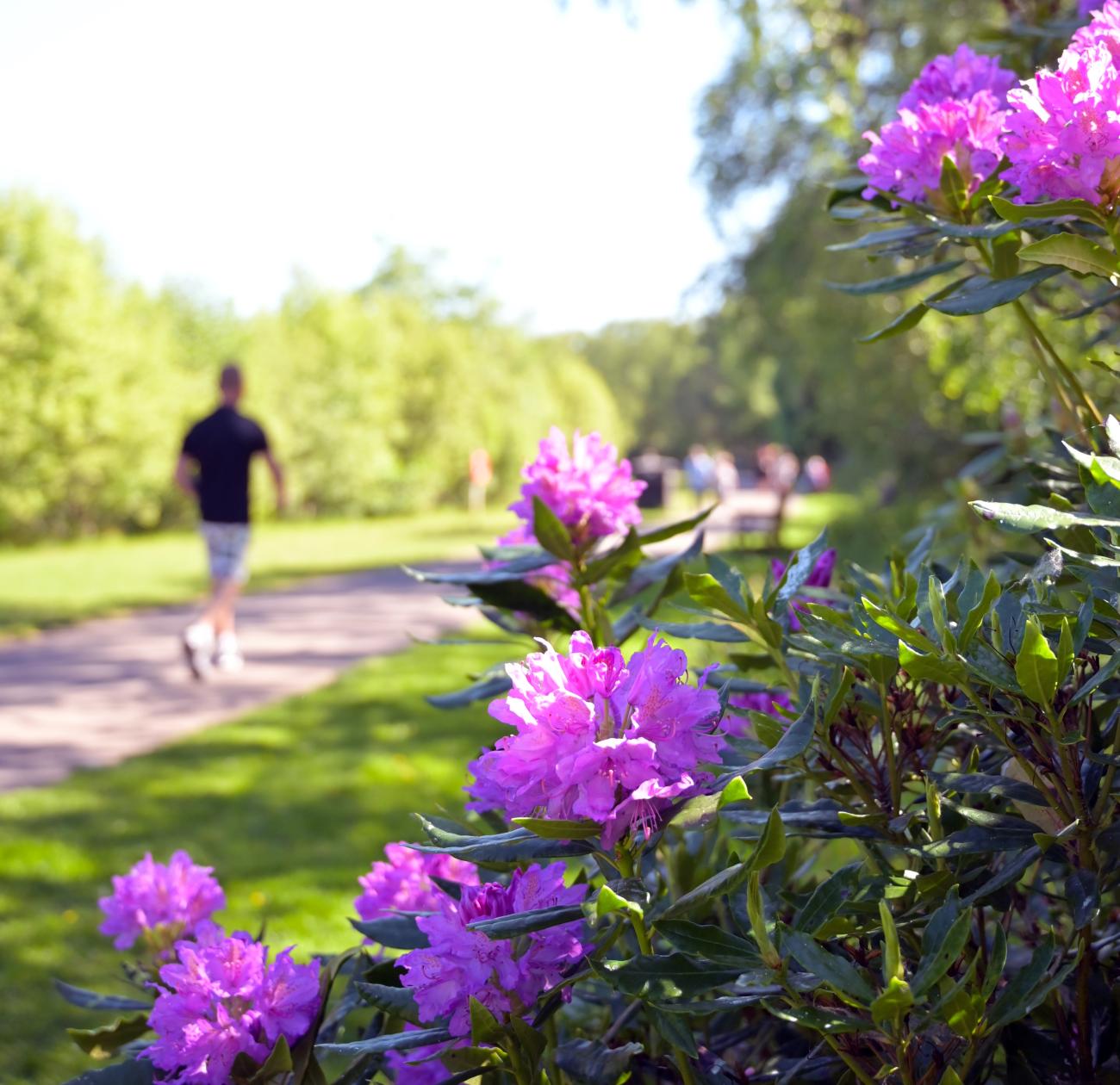 Drumpellier walker and flowers