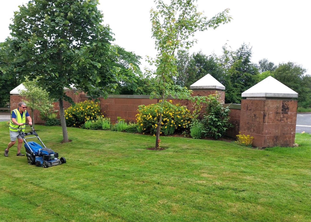 Volunteer mowing grass and flora begining to blossom around Uddingston place wall. 