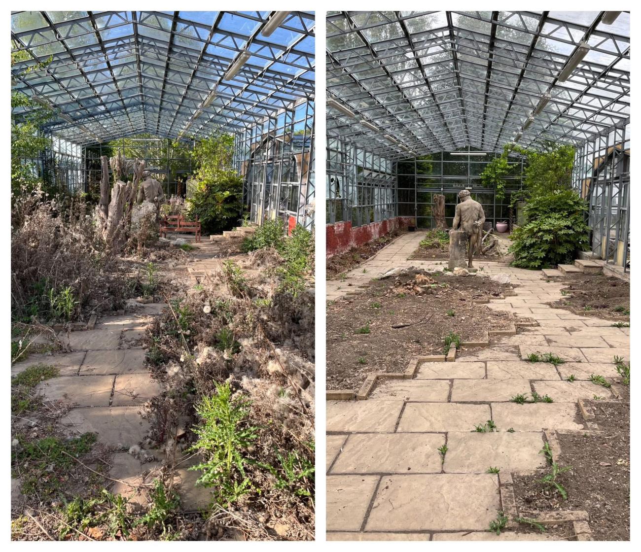 Before and after images. Before images shows overgrown greenhouse and blocked off statue. After image shows cleared foliage and visible statue. 