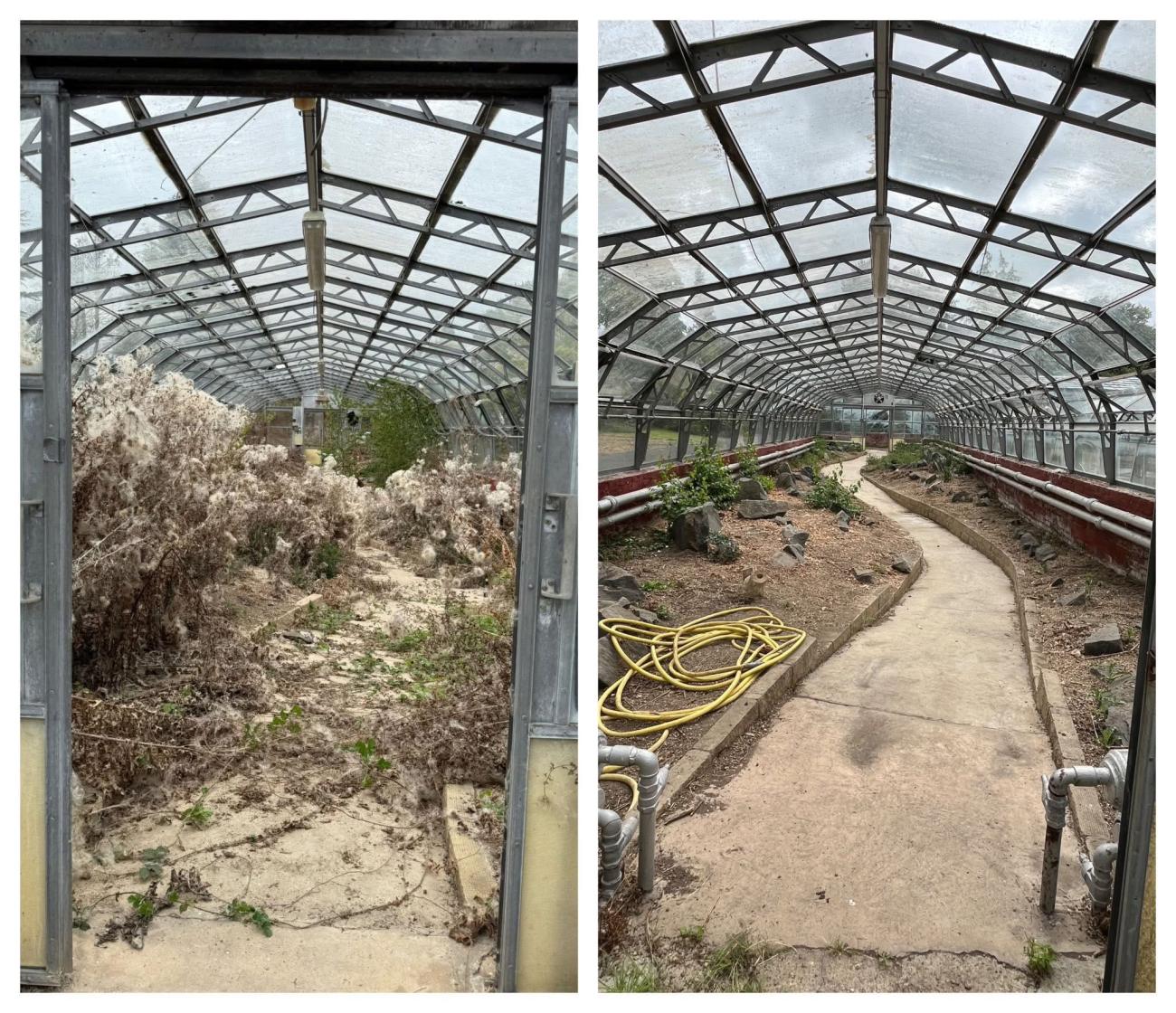 Before and after image of greenhouse. Before shows overgrown foliage and shrubbery, after image shows clear pathway and cleared foliage.