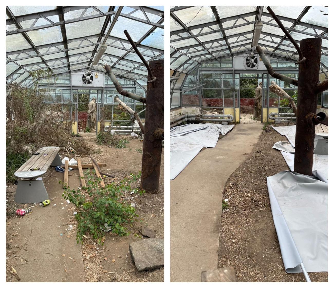 Before and after images of greenhouse, rubbish and overgrown bushes now cleared and walkway usable in greenhouse