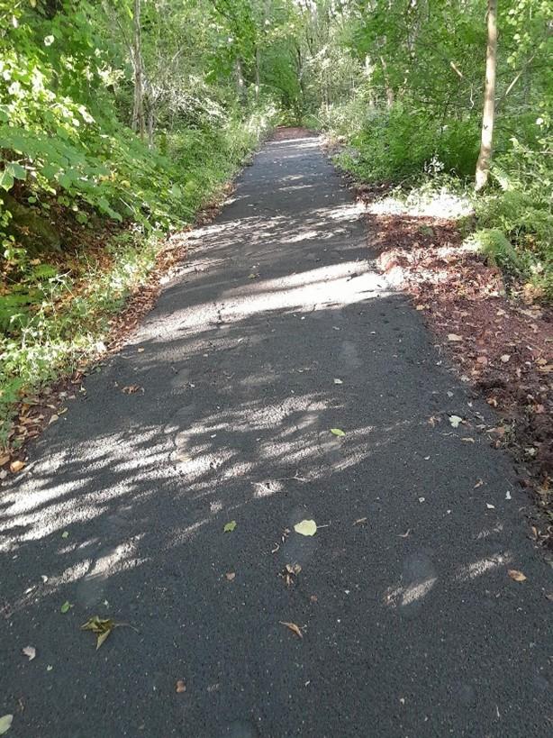 Pathway through Branchalwoods Nature Trail 