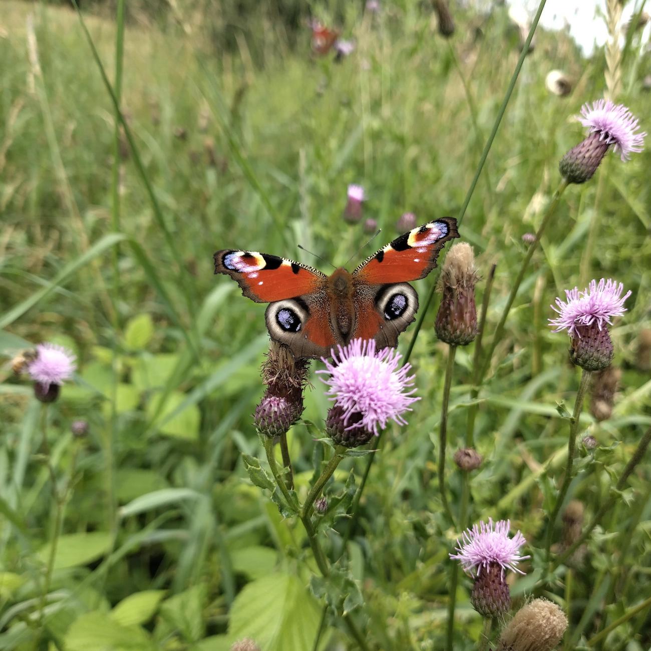 Butterfly