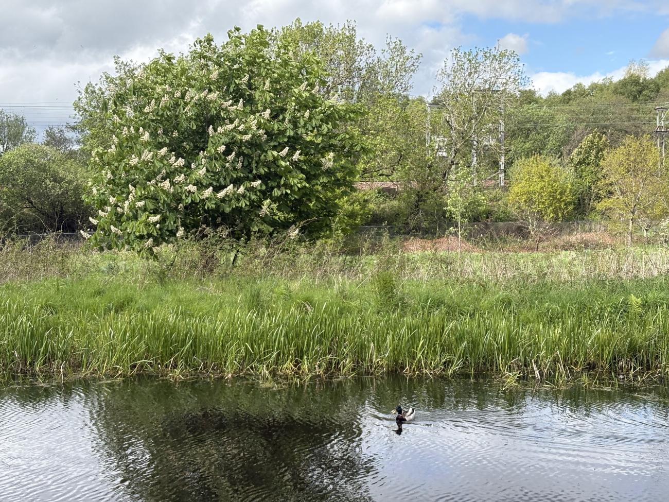 Water walk
