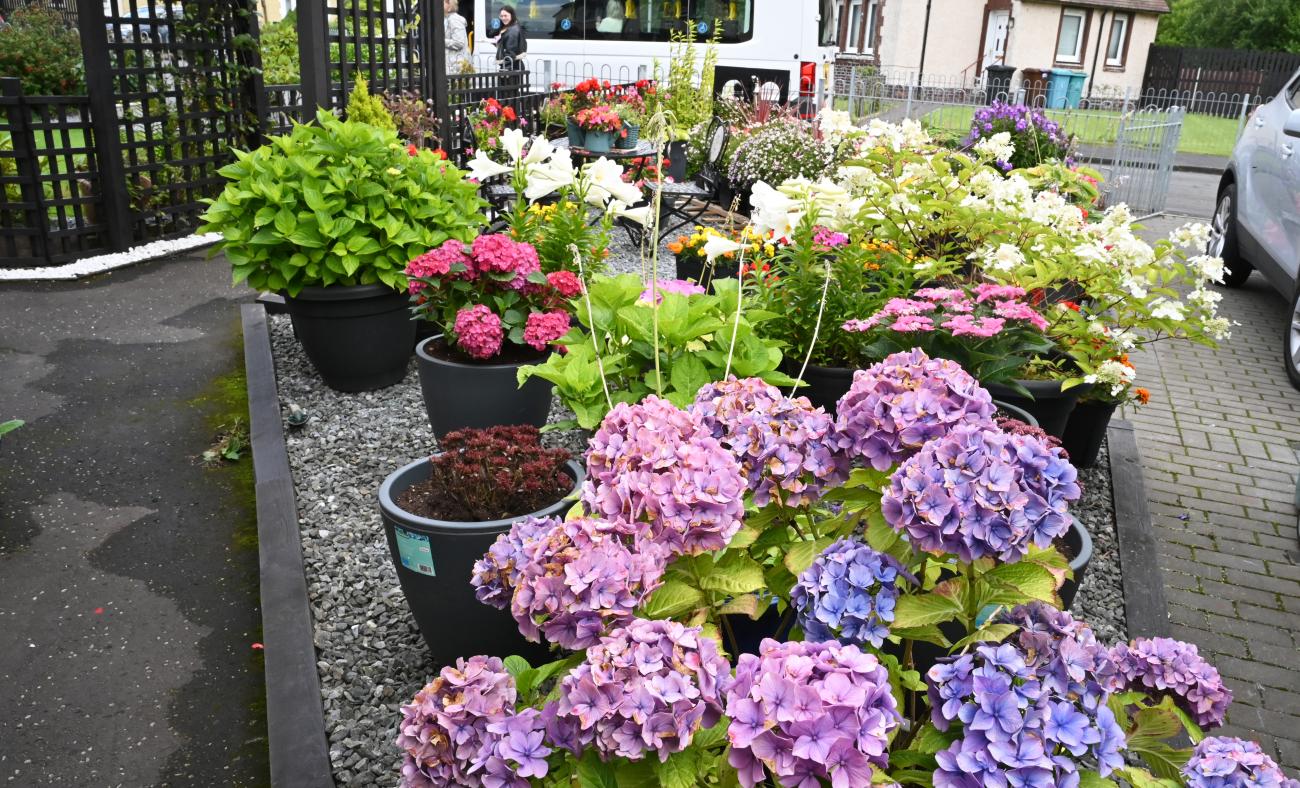flowers
